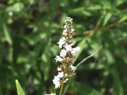 Vitex agnus-castus