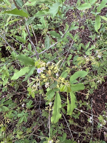 Vitex amaniensis — photo