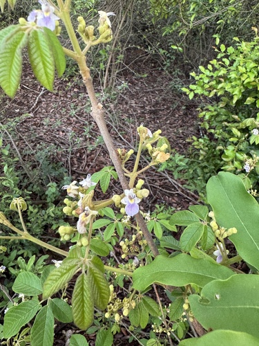 Vitex amaniensis — photo
