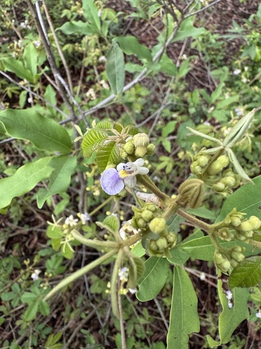 Vitex amaniensis