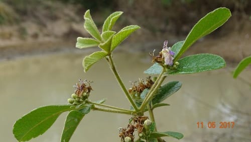 Vitex chrysocarpa — photo