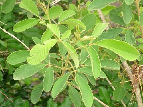 Vitex chrysocarpa — photo