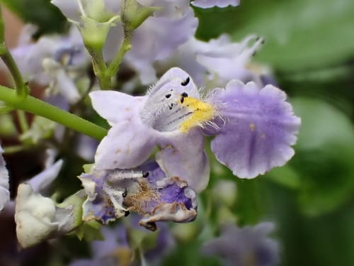 Vitex compressa (Compressed chaste tree) — photo