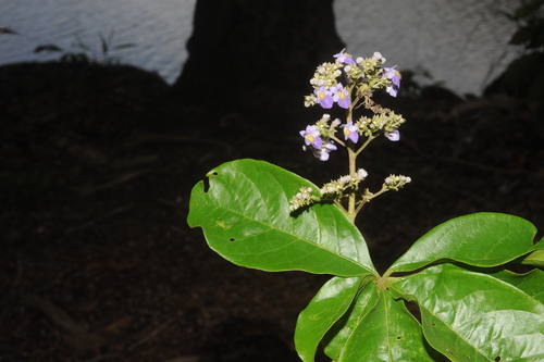 Vitex compressa