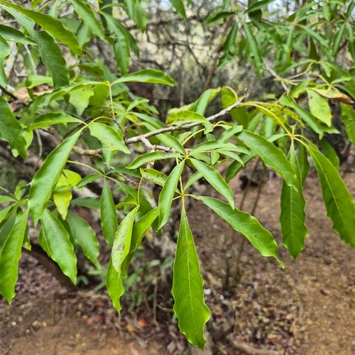 Vitex compressa (Compressed chaste tree) — photo