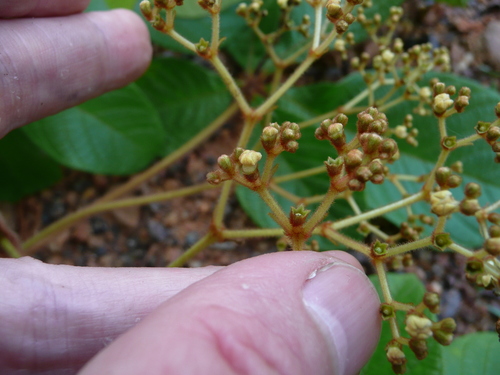 Vitex congolensis — photo