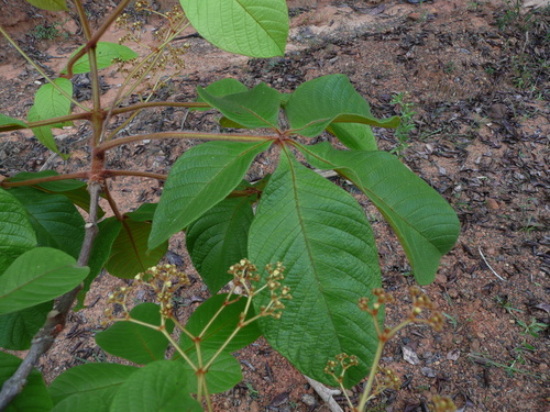 Vitex congolensis