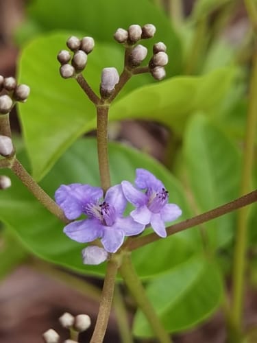 Vitex cooperi (Yellow chaste tree) — photo