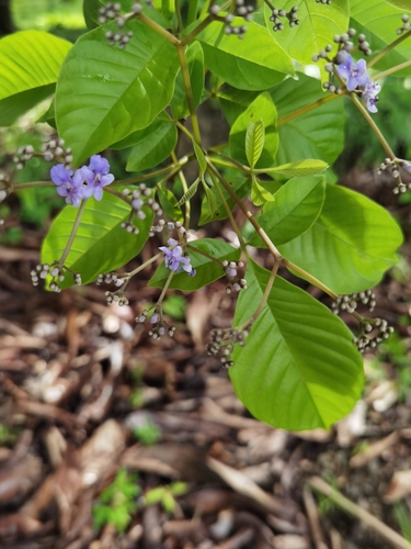 Vitex cooperi