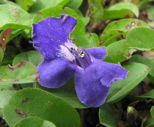 Vitex cymosa (Cymose chaste tree) — photo