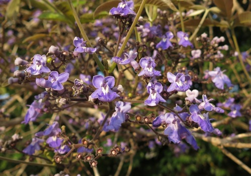 Vitex cymosa