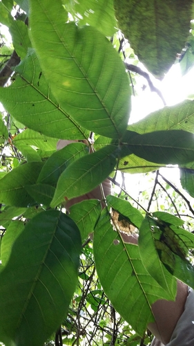 Vitex divaricata (Guiana chaste tree) — photo
