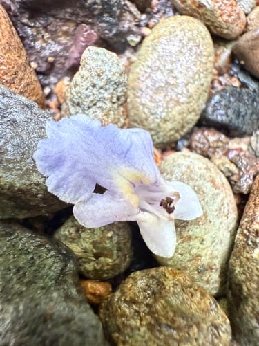 Vitex divaricata (Guiana chaste tree) — photo