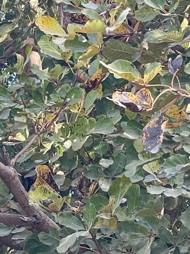 Vitex doniana (African plum) — photo