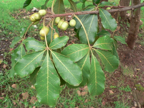 Vitex doniana
