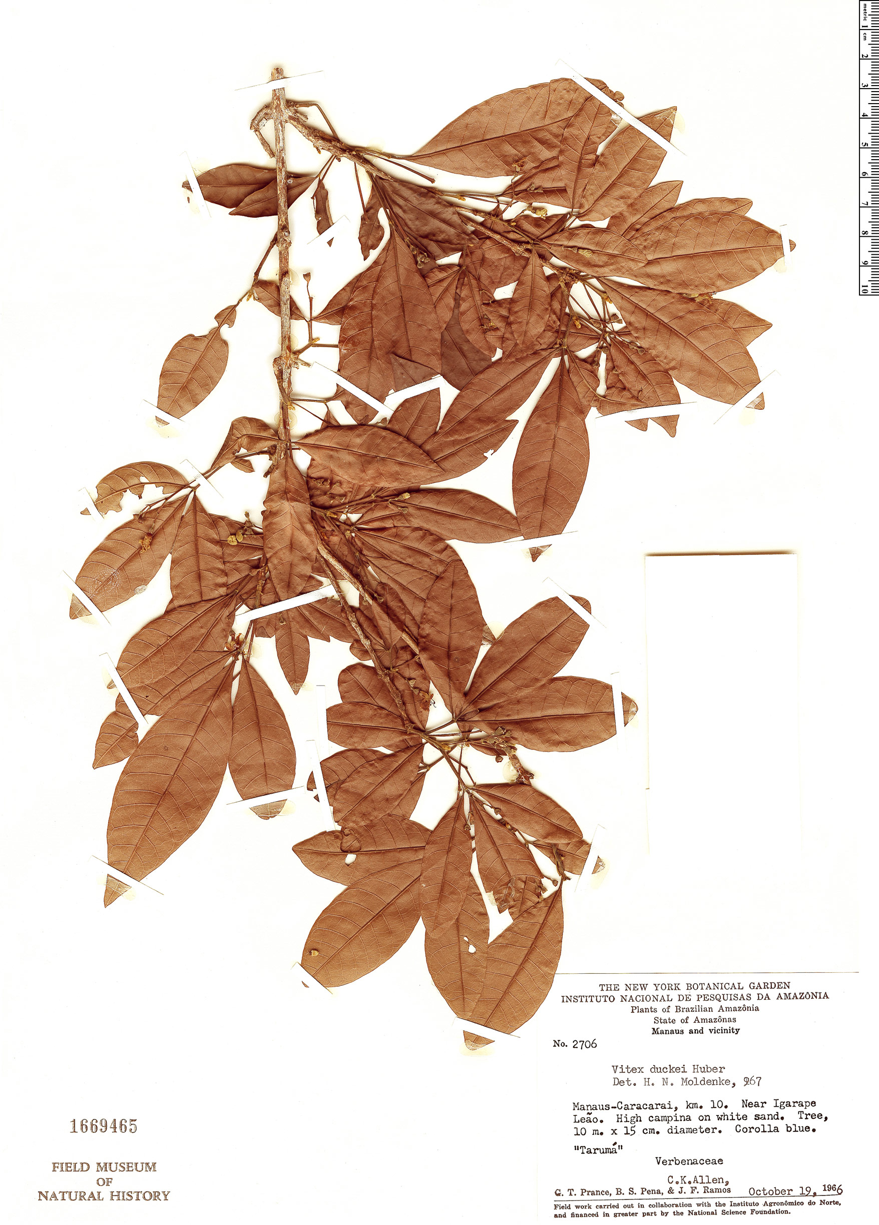 Vitex duckei
