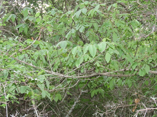 Vitex ferruginea (Plum vitex) — photo