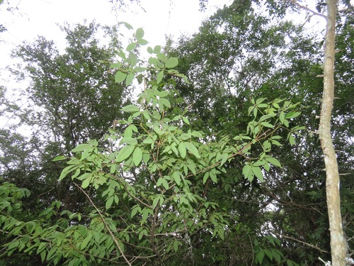 Vitex ferruginea (Plum vitex) — photo