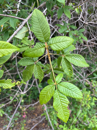 Vitex ferruginea