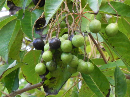 Vitex glabrata (Black fruit) — photo