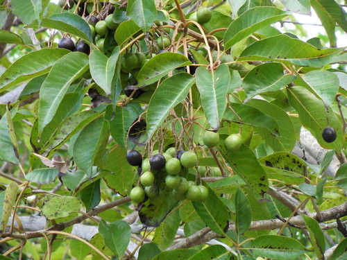 Vitex glabrata