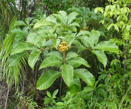 Vitex grandifolia (Supowa) — photo