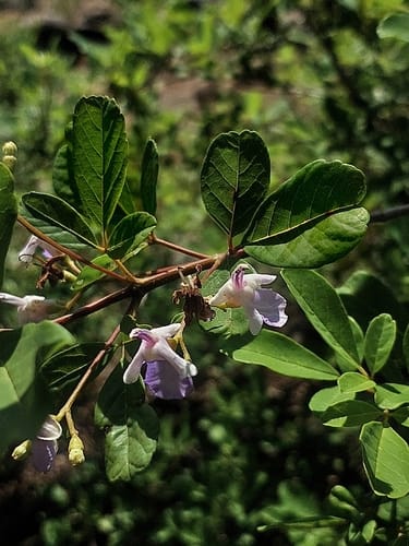 Vitex harveyana (Scrambling fingerleaf) — photo