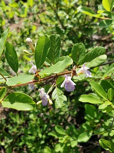 Vitex harveyana (Scrambling fingerleaf) — photo