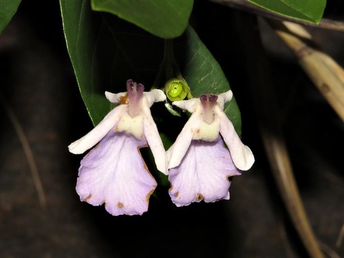 Vitex harveyana