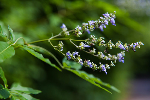 Vitex incisa — photo