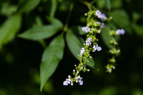 Vitex incisa