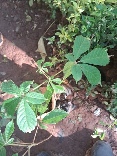 Vitex keniensis (Meru oak) — photo