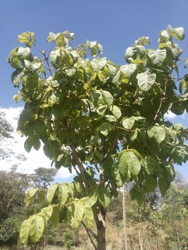 Vitex keniensis (Meru oak) — photo