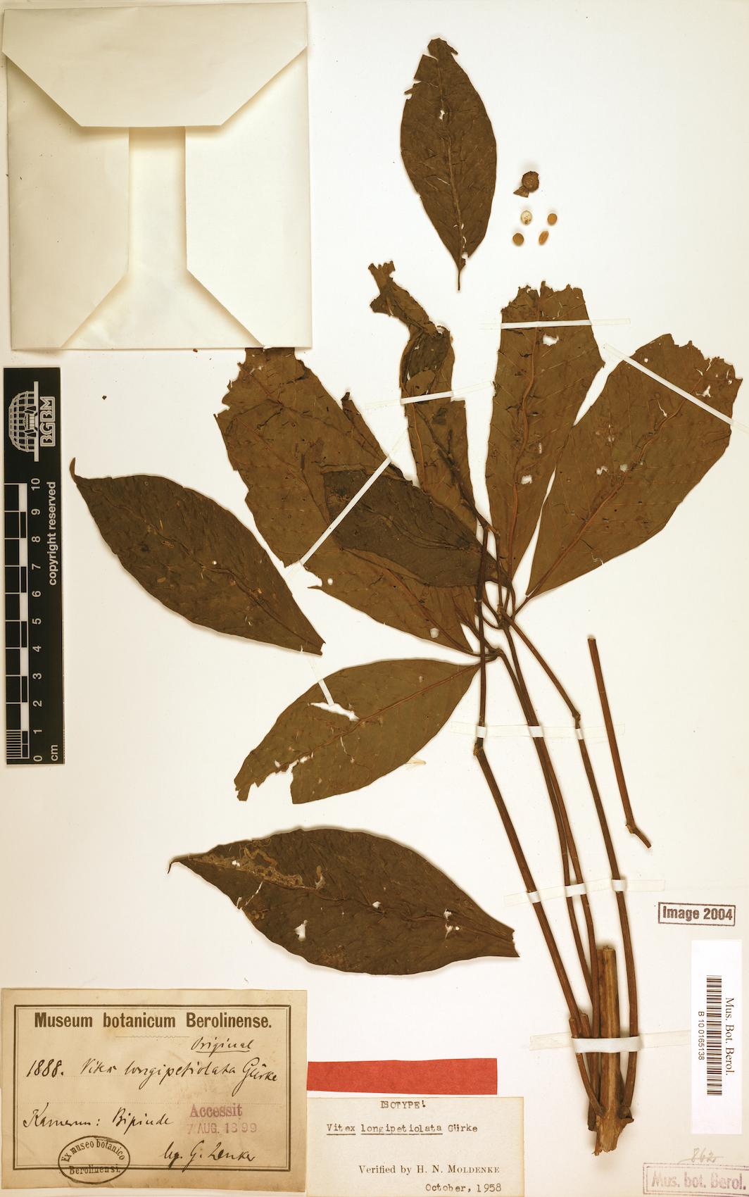 Vitex longipetiolata