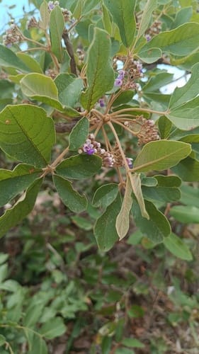 Vitex madiensis (Rough-leaved vitex) — photo