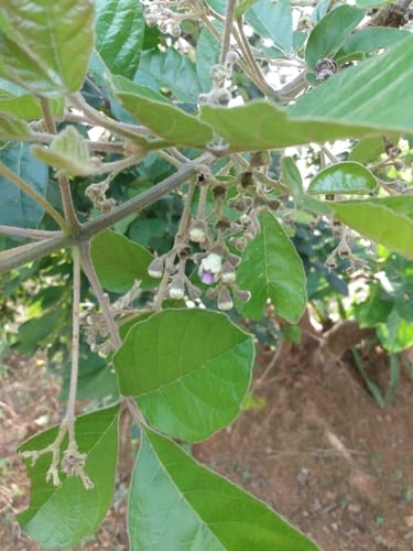 Vitex madiensis (Rough-leaved vitex) — photo