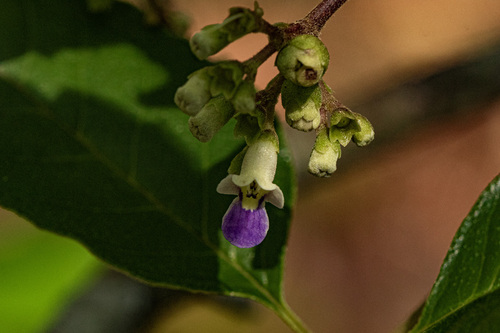 Vitex madiensis
