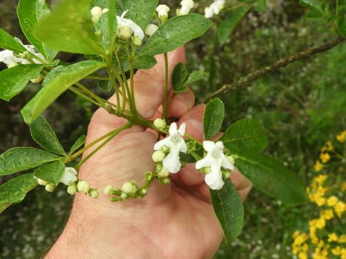 Vitex megapotamica (Taruma) — photo
