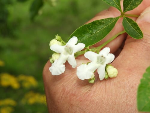 Vitex megapotamica (Taruma) — photo