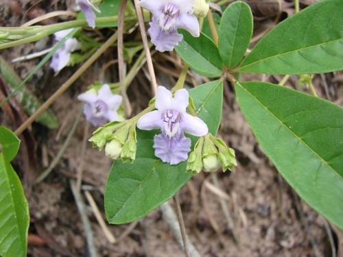 Vitex megapotamica