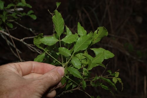 Vitex melicopea (Vitex) — photo