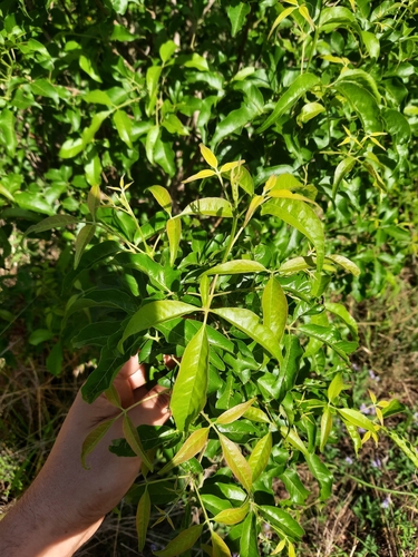 Vitex melicopea