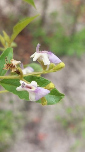 Vitex mombassae (Smelly-berry vitex) — photo