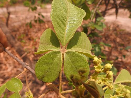 Vitex mombassae