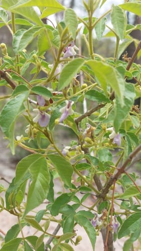 Vitex mombassae (Smelly-berry vitex) — photo