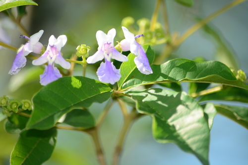 Vitex montevidensis