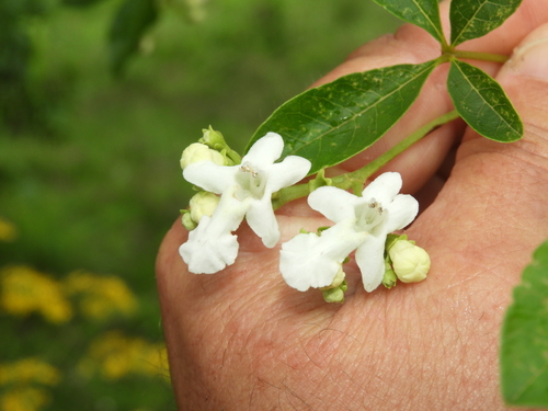 Vitex montevidensis (Taruma) — photo