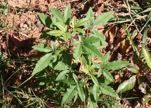 Vitex negundo (Chinese vitex) — photo