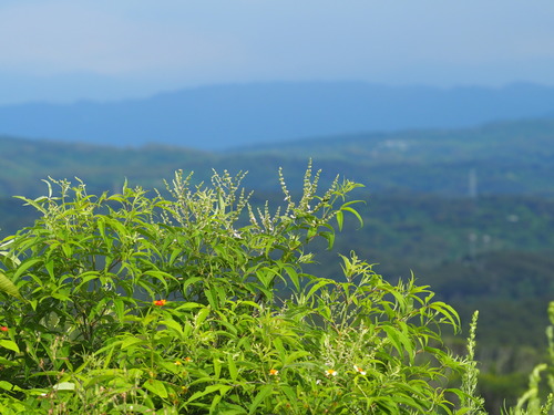 Vitex negundo var. cannabifolia