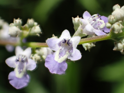 Vitex negundo var. cannabifolia (Chinese chaste tree) — photo